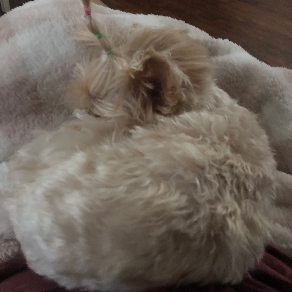 Two pairs of gym shark